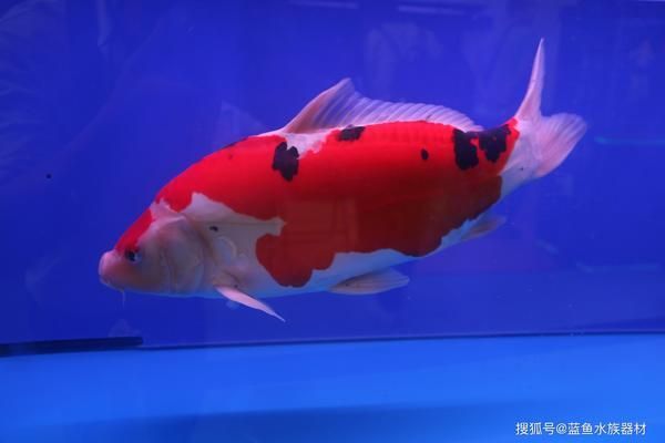 通遼二手魚缸58同城價格表圖片大全 通遼二手魚缸58同城價格表圖片大全 觀賞魚百科