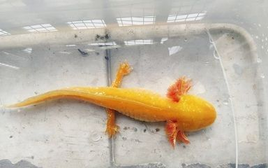 被龍魚(yú)咬了會(huì)不會(huì)感染vs祥龍魚(yú)場(chǎng)：被龍魚(yú)咬傷后是否會(huì)感染與“vs祥龍魚(yú)場(chǎng)”的關(guān)系，養(yǎng)龍魚(yú)注意事項(xiàng)