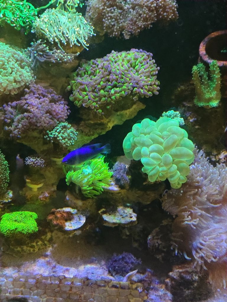 龍魚喂食頻率的確定取決于多種因素，魚喂食頻率的確定取決于多種因素，