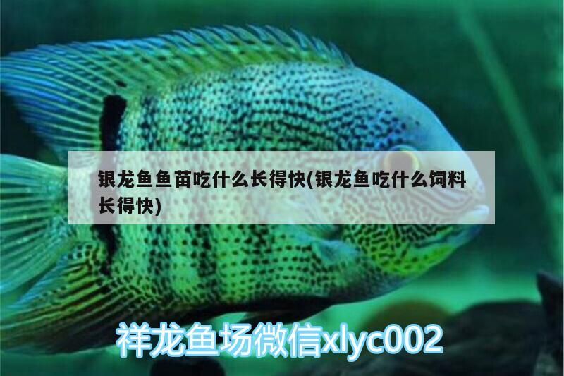 銀龍魚魚苗吃什么長得快(銀龍魚吃什么飼料長得快)
