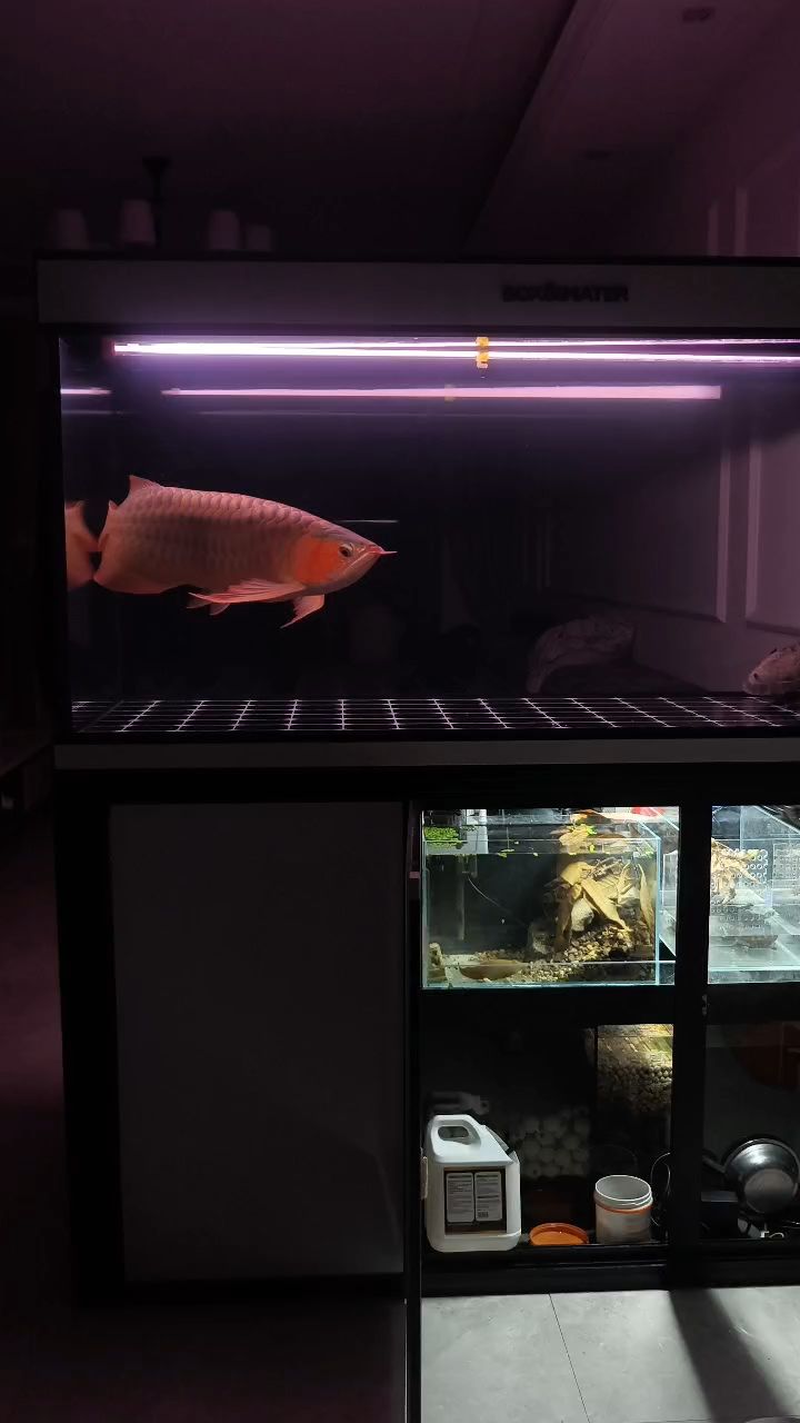 不必糾結 不必糾結 龍魚論壇