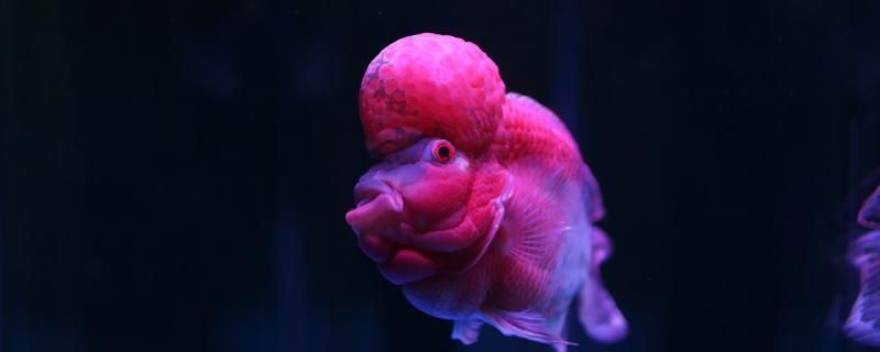 龍魚寄生蟲劍蟲怎么消滅的呢vs祥龍魚場：龍魚寄生蟲劍蟲清除需要專業的技巧和適當的工具 龍魚寄生蟲劍蟲怎么消滅的呢vs祥龍魚場：龍魚寄生蟲劍蟲清除需要專業的技巧和適當的工具 vs祥龍魚場 第1張