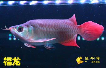 白子皇冠魟魚多大發(fā)色好看：白子皇冠魟魚多大發(fā)色好看白子皇冠魟魚多大發(fā)色好看