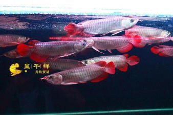 白子皇冠魟魚多大發(fā)色好看：白子皇冠魟魚多大發(fā)色好看白子皇冠魟魚多大發(fā)色好看