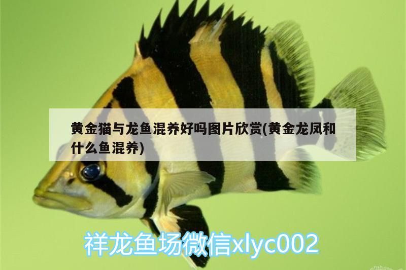 黃金貓與龍魚混養好嗎圖片欣賞(黃金龍鳳和什么魚混養)