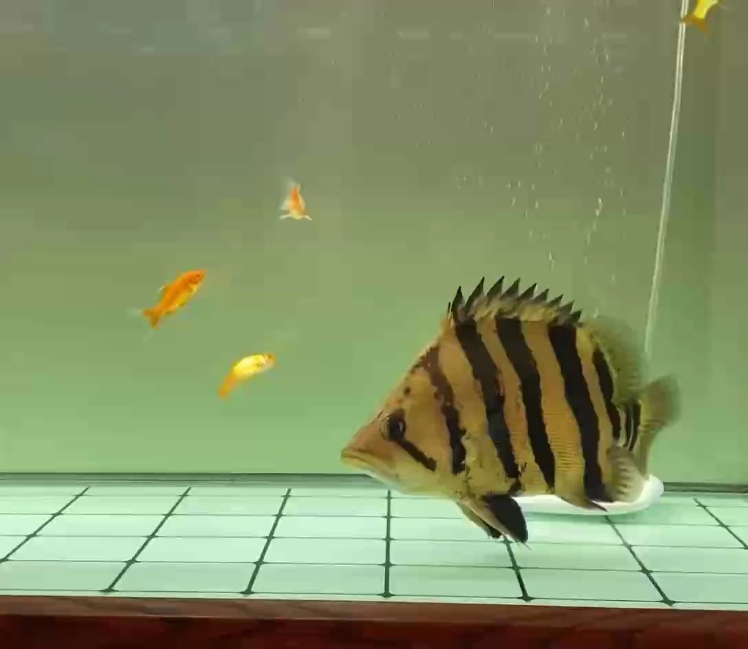 重新養魚，淘了上百條虎，總算又找到一條永明不黑的四紋虎。找條不會挖煤的虎真不容易！虎魚這玩意玩的就是體型和明，不明啥都沒用！
