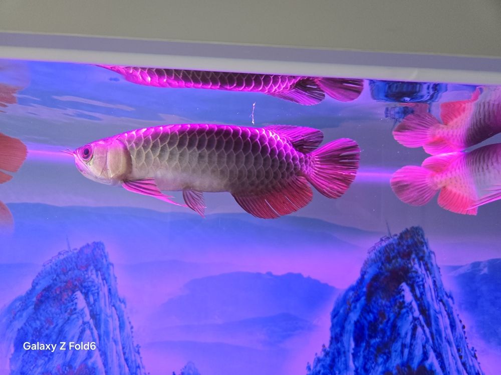娛樂魚樂