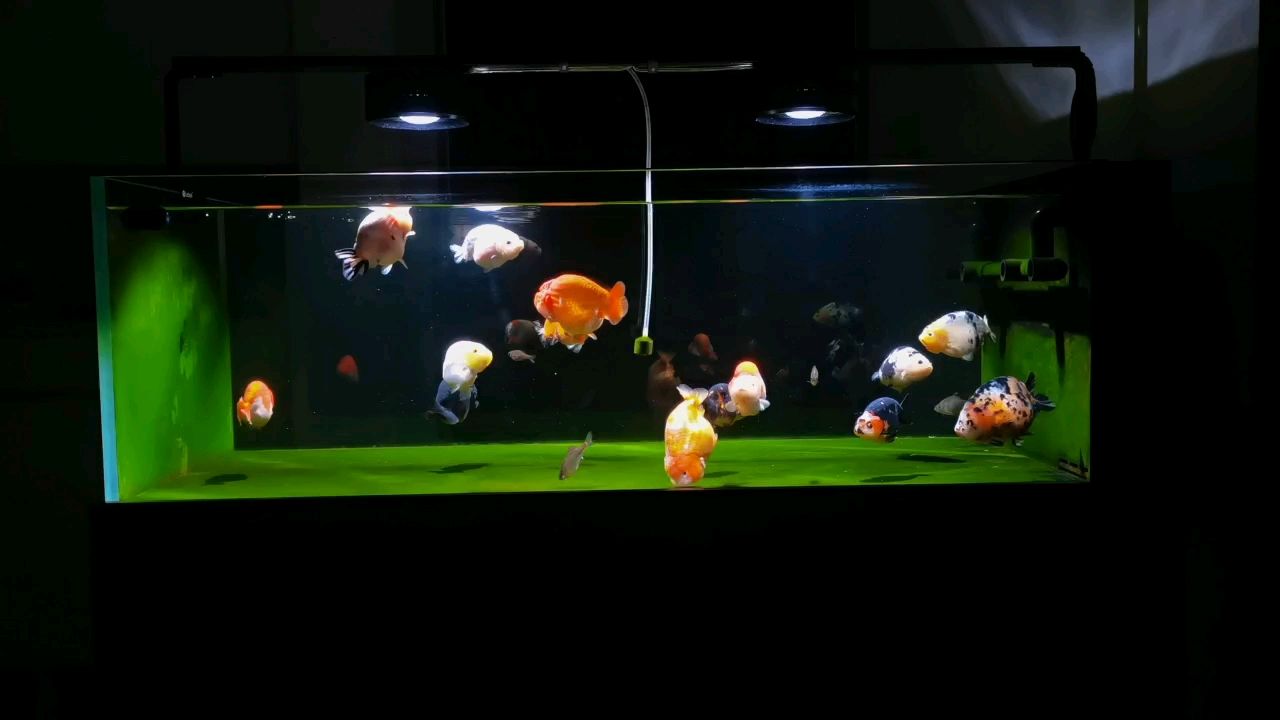 練手蘭壽 練手蘭壽 龍魚論壇