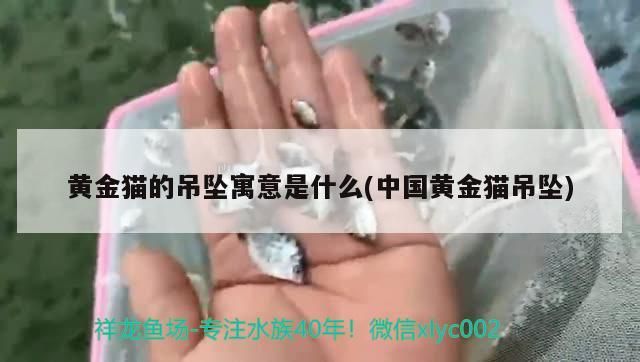 大湖紅龍魚對比印尼紅龍魚有什么區別？，印尼野生紅龍魚紀錄片視頻播放下載進行解釋印尼野生紅龍魚紀錄片 大湖紅龍魚對比印尼紅龍魚有什么區別？，印尼野生紅龍魚紀錄片視頻播放下載進行解釋印尼野生紅龍魚紀錄片 觀賞魚百科 第2張