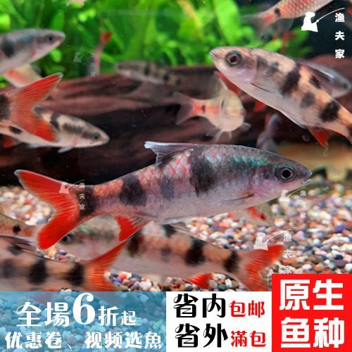 白色的熱帶觀賞魚長得像鯽魚（熱帶觀賞魚的種類和特點）