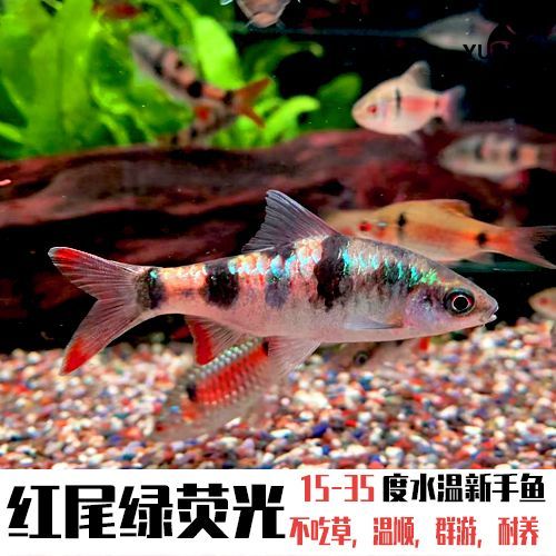 白色的熱帶觀賞魚長得像鯽魚（熱帶觀賞魚的種類和特點）