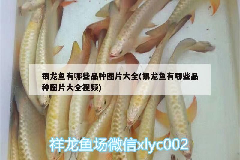銀龍魚有哪些品種圖片大全(銀龍魚有哪些品種圖片大全視頻) 銀龍魚有哪些品種圖片大全(銀龍魚有哪些品種圖片大全視頻) 銀龍魚百科