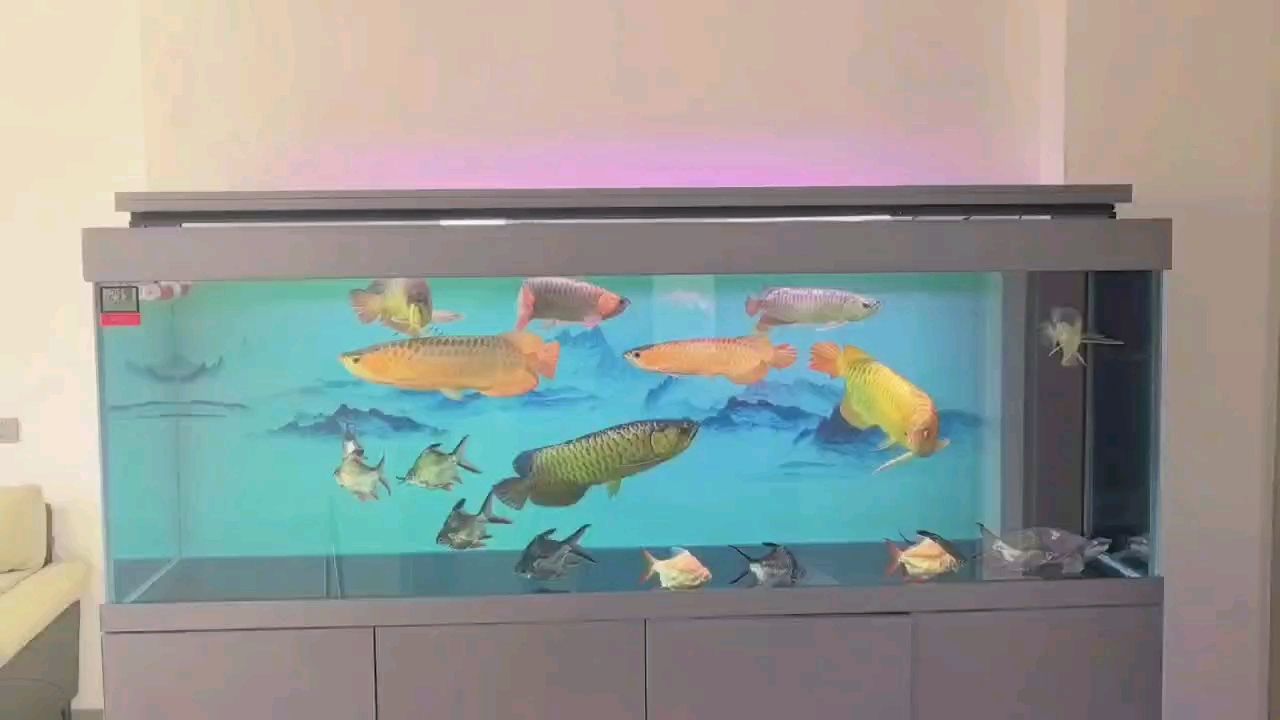 龍巔圈選金龍8小招，到家1年145天狀態，很和諧，魚多了反而不打了，你說神奇嗎?