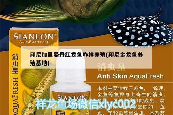 加里曼丹紅龍魚怎么樣繁殖快：加里曼丹紅龍魚怎么樣繁殖快詳情 加里曼丹紅龍魚怎么樣繁殖快：加里曼丹紅龍魚怎么樣繁殖快詳情 紅龍魚百科 第1張
