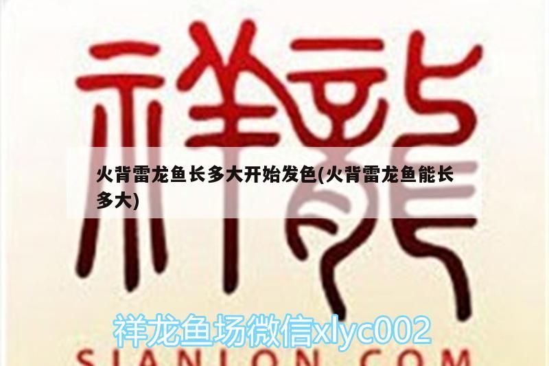 火背雷龍魚長(zhǎng)多大開始發(fā)色(火背雷龍魚能長(zhǎng)多大)
