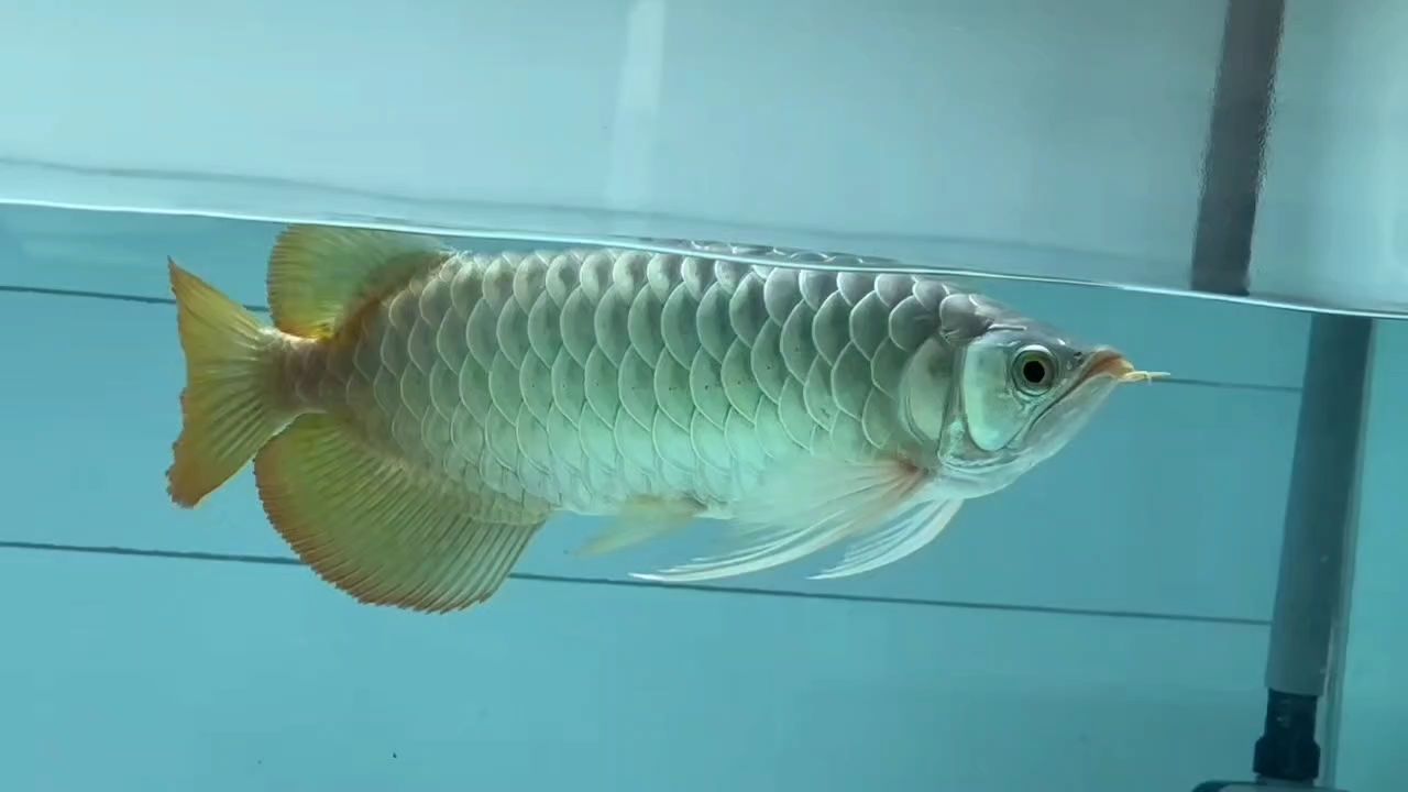 壯實紅龍推薦 壯實紅龍推薦 龍魚論壇