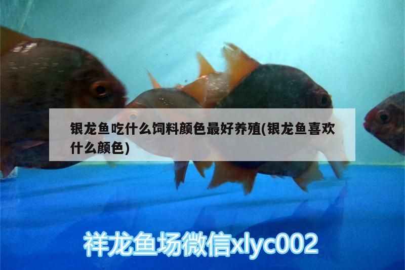 銀龍魚吃什么飼料顏色最好養殖(銀龍魚喜歡什么顏色)