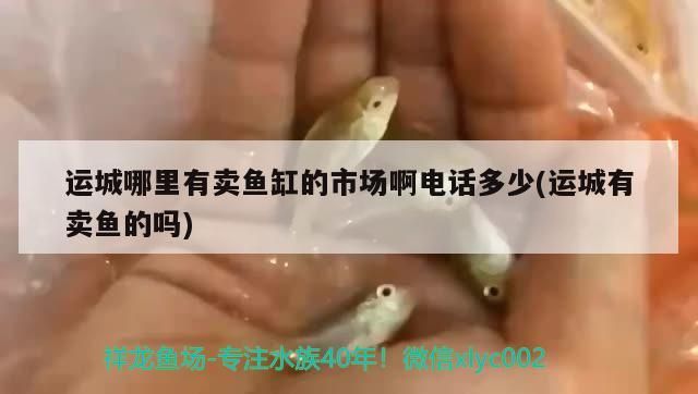 運城哪里有賣魚缸的市場啊電話多少(運城有賣魚的嗎)