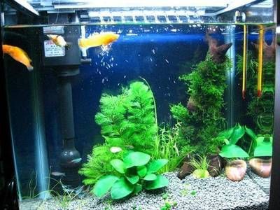 1號水族魚缸使用說明書圖解：水族魚缸使用和維護文字說明書，魚缸使用和維護方法