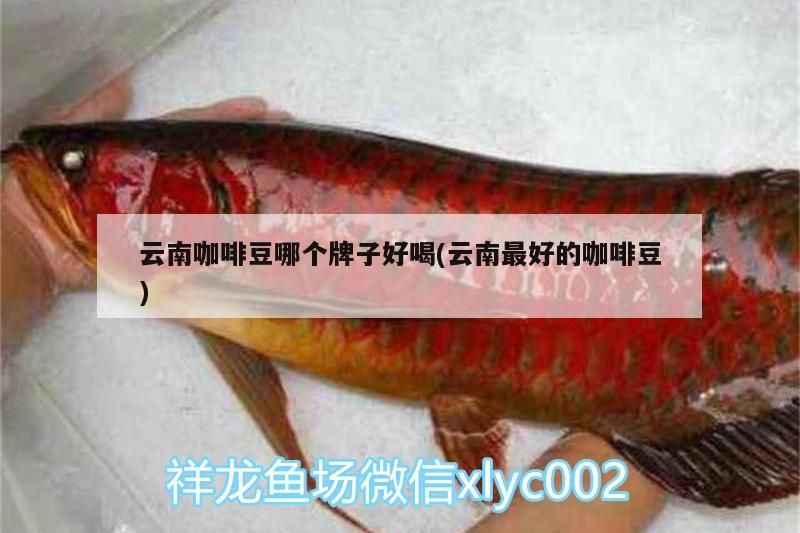 云南咖啡豆哪個牌子好喝(云南最好的咖啡豆) 云南咖啡豆哪個牌子好喝(云南最好的咖啡豆) 馬來西亞咖啡