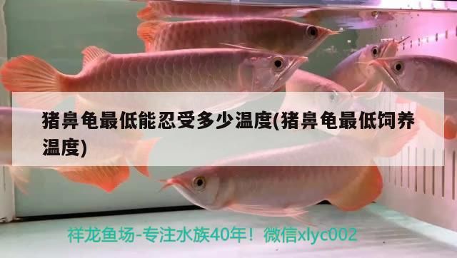 豬鼻龜最低能忍受多少溫度(豬鼻龜最低飼養溫度)