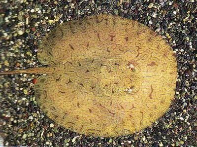 魟魚糞便絮狀：如何判斷[需手動(dòng)填充]魚糞便是否正常 魟魚糞便絮狀：如何判斷[需手動(dòng)填充]魚糞便是否正常 魟魚百科 第2張
