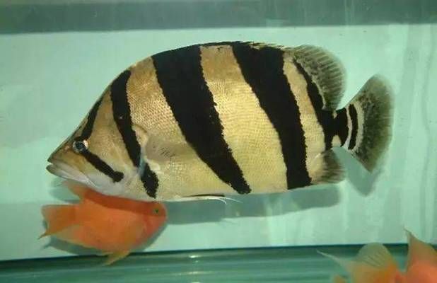 泰國虎魚繁殖環境要求，泰國虎魚的繁殖環境要求 泰國虎魚繁殖環境要求，泰國虎魚的繁殖環境要求 虎魚百科 第4張