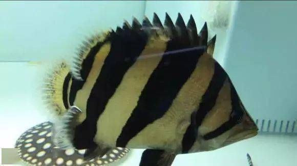 泰國虎魚繁殖環境要求，泰國虎魚的繁殖環境要求 泰國虎魚繁殖環境要求，泰國虎魚的繁殖環境要求 虎魚百科 第5張