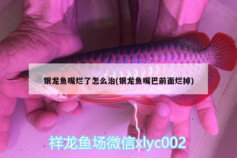 銀龍魚嘴爛了怎么治(銀龍魚嘴巴前面爛掉)