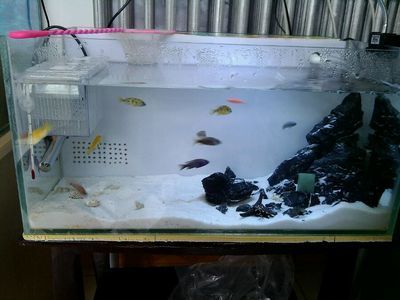 60的魚缸可以養銀龍嗎:60厘米的魚缸可以養銀龍魚嗎 魚缸百科 第1張 60的魚缸可以養銀龍嗎:60厘米的魚缸可以養銀龍魚嗎 60的魚缸可以養銀龍嗎:60厘米的魚缸可以養銀龍魚嗎 魚缸百科 第1張