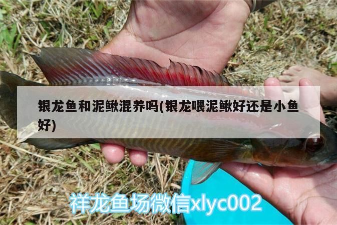 銀龍魚和泥鰍混養(yǎng)嗎(銀龍喂泥鰍好還是小魚好) 銀龍魚和泥鰍混養(yǎng)嗎(銀龍喂泥鰍好還是小魚好) 銀龍魚百科