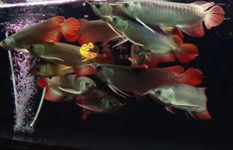 紅眼白子魟魚多少錢：紅眼白子魟魚多少錢一只