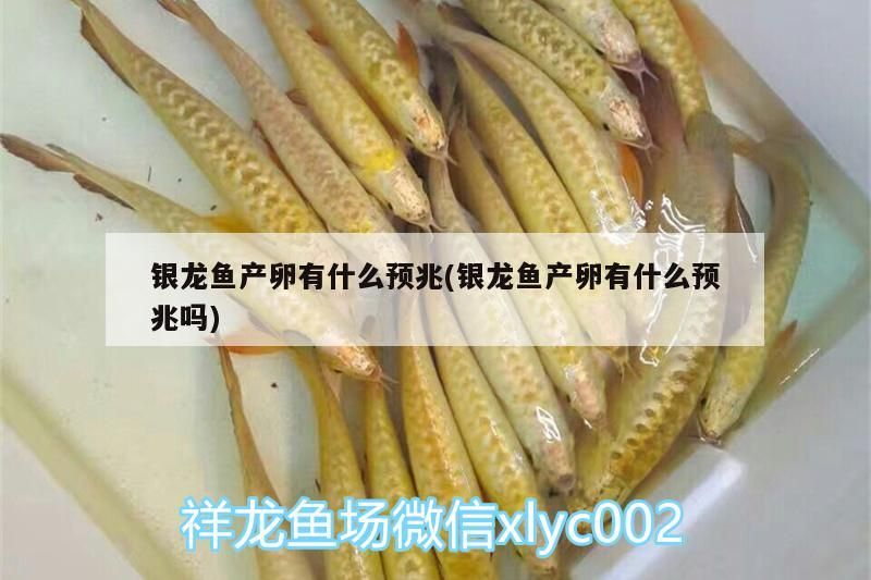 銀龍魚產卵有什么預兆(銀龍魚產卵有什么預兆嗎)