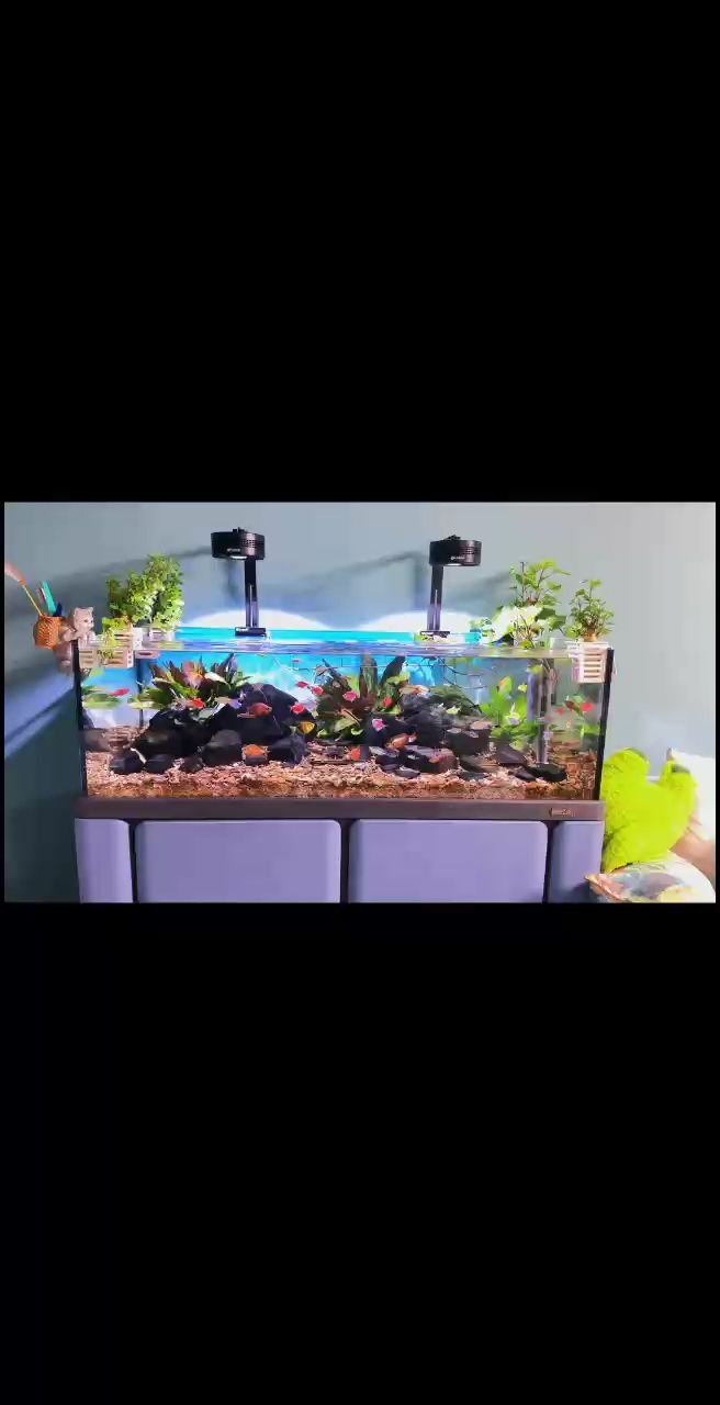 最美的魚缸。
