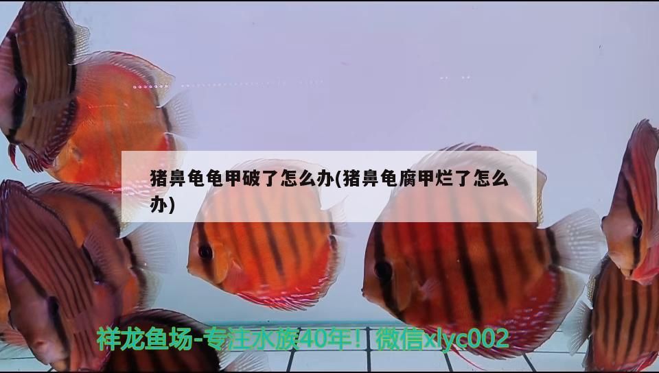 豬鼻龜龜甲破了怎么辦(豬鼻龜腐甲爛了怎么辦) 豬鼻龜龜甲破了怎么辦(豬鼻龜腐甲爛了怎么辦) 豬鼻龜百科
