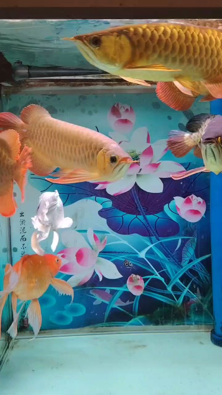 又幾天不喂了，不是也這樣嗎，魚很抗餓，聽人說喂多了掉眼。不喂，不喂，餓著，不過也找到吃的，我吃的它們又不吃。