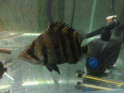 印尼虎魚怎么看品相好壞：印尼虎魚怎么挑選品相優良的印尼虎魚怎么挑選品相好壞