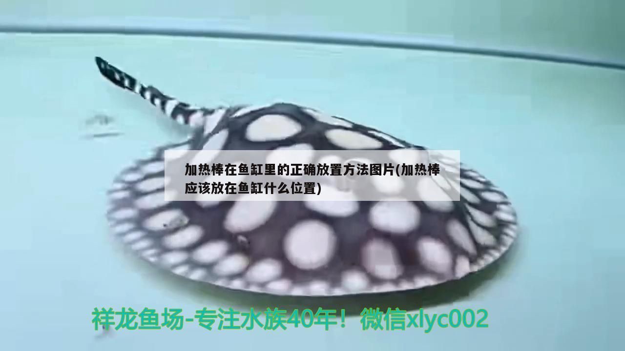 加熱棒在魚缸里的正確放置方法圖片(加熱棒應該放在魚缸什么位置) 加熱棒在魚缸里的正確放置方法圖片(加熱棒應該放在魚缸什么位置) 金龍魚百科