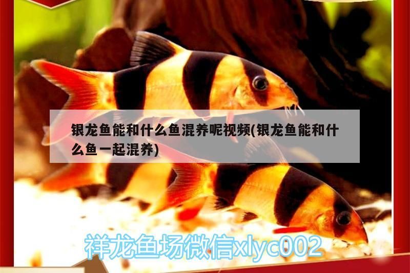 銀龍魚能和什么魚混養呢視頻(銀龍魚能和什么魚一起混養)