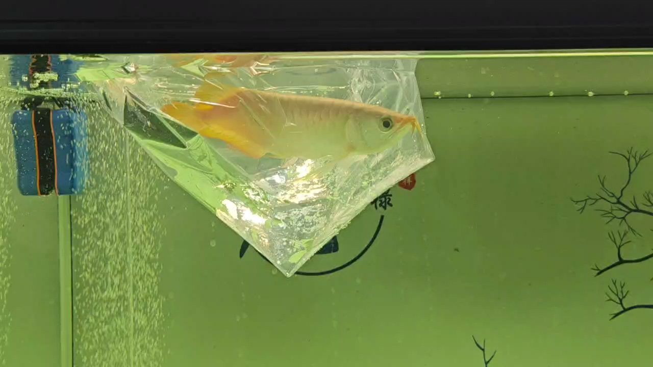 魚缸用增氧泵價格是多少:魚缸增氧機-xtrac增氧機-xtrac增氧機 過水中 龍魚論壇 過水中 過水中 龍魚論壇