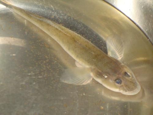 虎魚白霉病：虎魚白霉病治療方法 虎魚白霉病：虎魚白霉病治療方法 虎魚百科 第1張