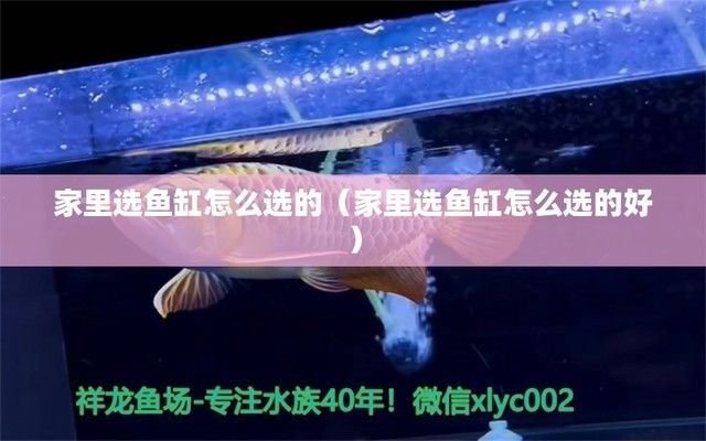 家用魚缸選哪種好用，家用魚缸的選擇
