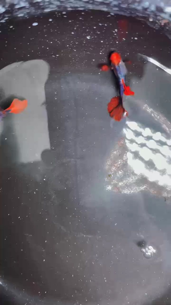 圣誕老人紅耳孔雀魚#孔雀魚 #稀有孔雀魚#高端孔雀魚