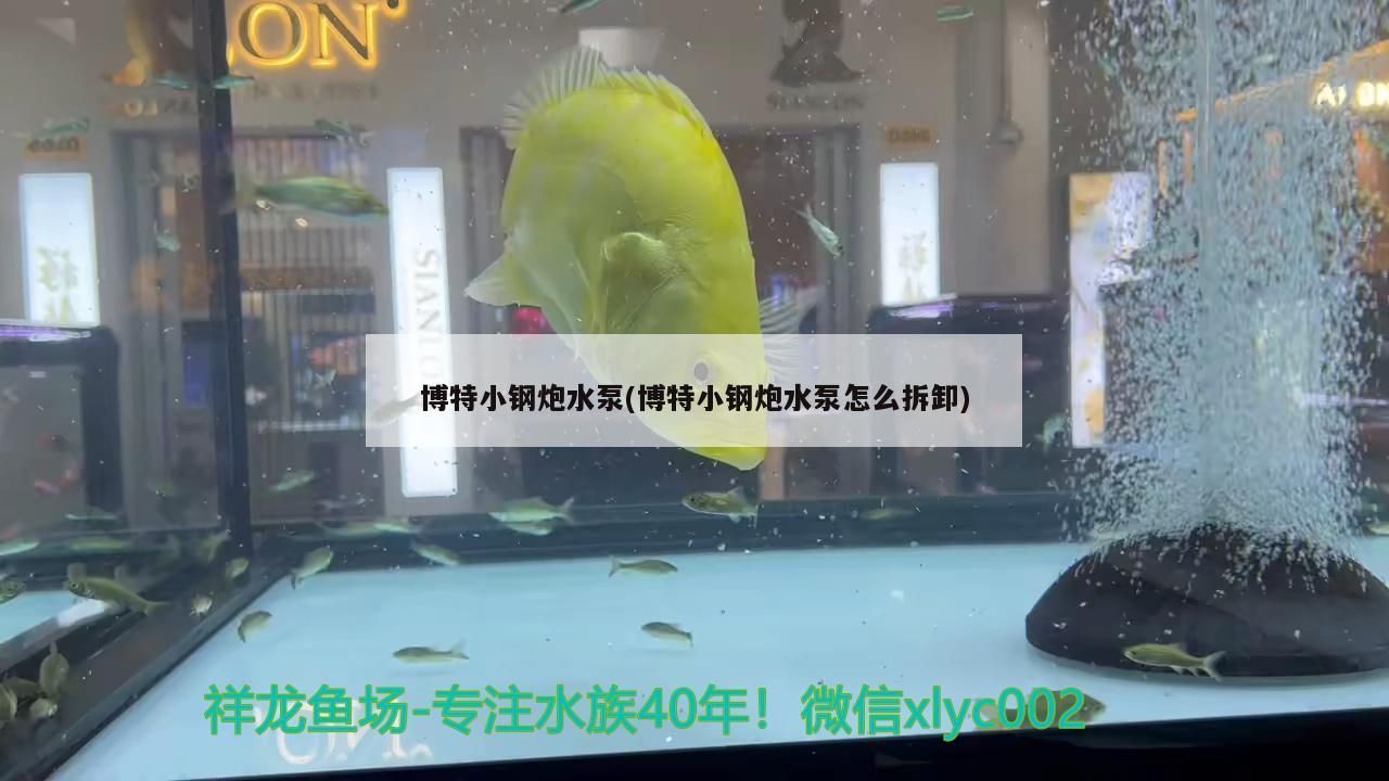 博特小鋼炮水泵(博特小鋼炮水泵怎么拆卸)