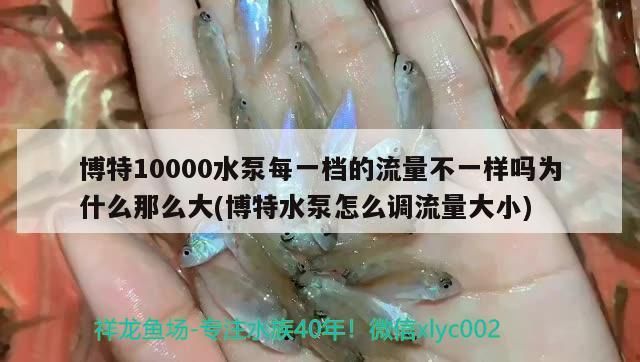 博特10000水泵每一檔的流量不一樣嗎為什么那么大(博特水泵怎么調流量大小)