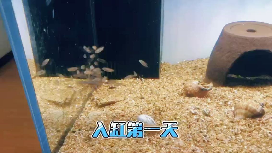超級橙入缸