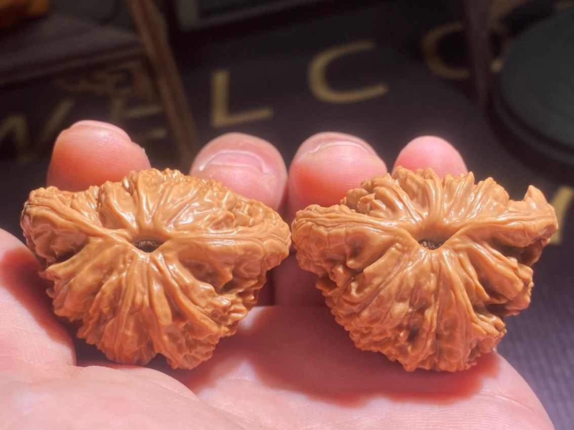 麥穗虎頭出品，聚寶盆