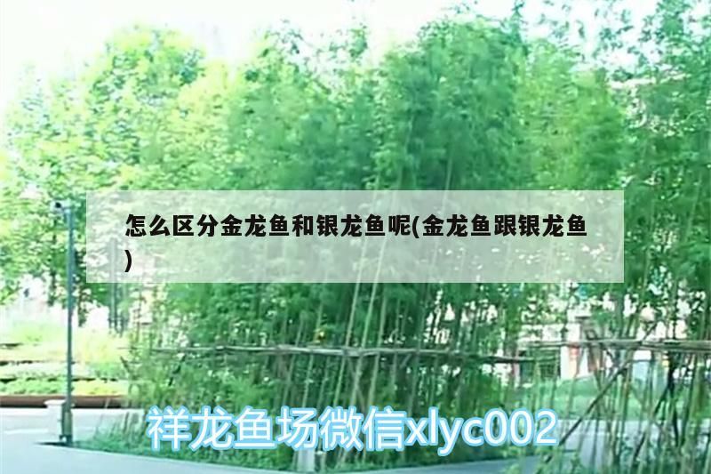 怎么區(qū)分金龍魚(yú)和銀龍魚(yú)呢(金龍魚(yú)跟銀龍魚(yú))