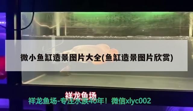 老魚匠氧氣泵聲音越來(lái)越大怎么回事(氧氣泵聲音大魚會(huì)受得了嗎?) 老魚匠 第1張 老魚匠氧氣泵聲音越來(lái)越大怎么回事(氧氣泵聲音大魚會(huì)受得了嗎?) 老魚匠氧氣泵聲音越來(lái)越大怎么回事(氧氣泵聲音大魚會(huì)受得了嗎?) 老魚匠 第1張
