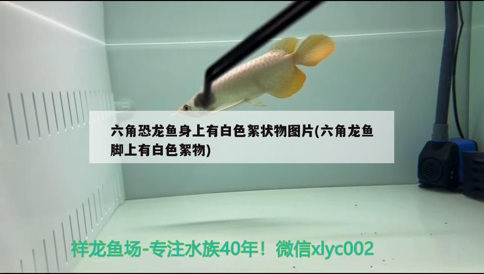 老魚匠氧氣泵聲音越來(lái)越大怎么回事(氧氣泵聲音大魚會(huì)受得了嗎?) 老魚匠 第3張 老魚匠氧氣泵聲音越來(lái)越大怎么回事(氧氣泵聲音大魚會(huì)受得了嗎?) 老魚匠氧氣泵聲音越來(lái)越大怎么回事(氧氣泵聲音大魚會(huì)受得了嗎?) 老魚匠 第3張